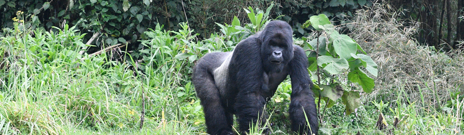 10 Days Best Of Uganda Gorilla Encounter Adventure Safari