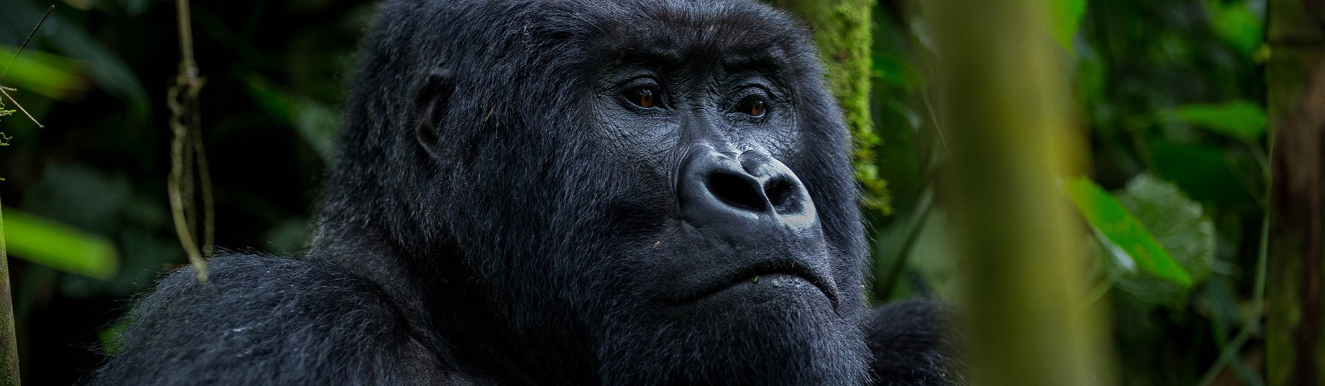 10 Days Best Of Uganda Gorilla Encounter Adventure Safari