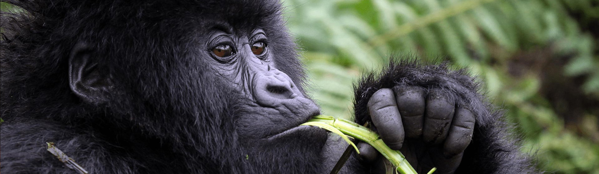 10 Days Rwanda – Uganda Epic Primate Adventure