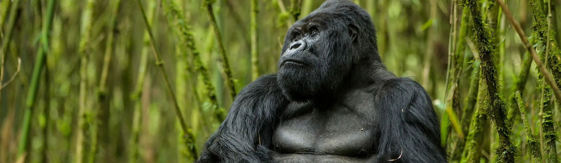 14 Days Uganda Gorilla Trekking