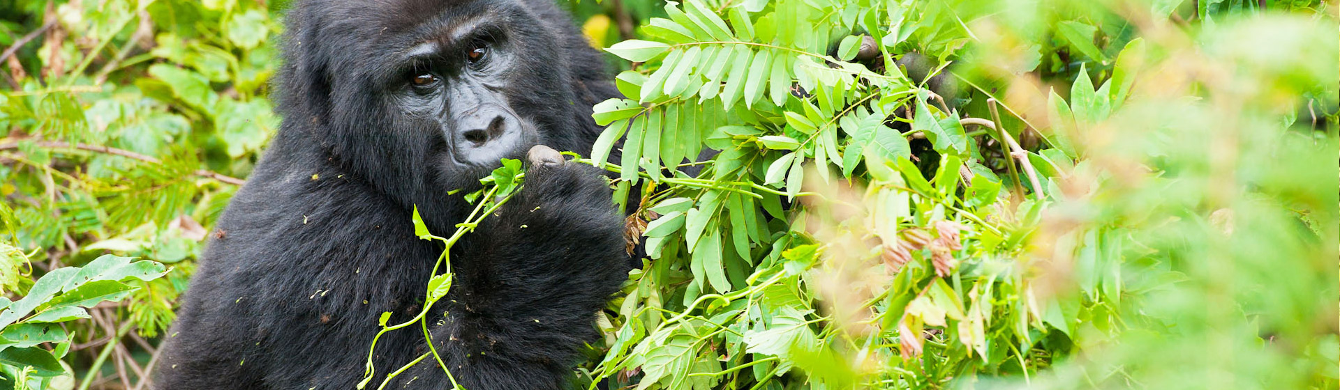 4 Days Uganda Gorilla Trekking