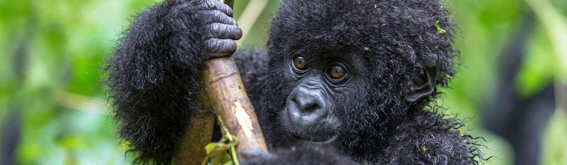 5 Days Epic Gorilla Safari Adventure