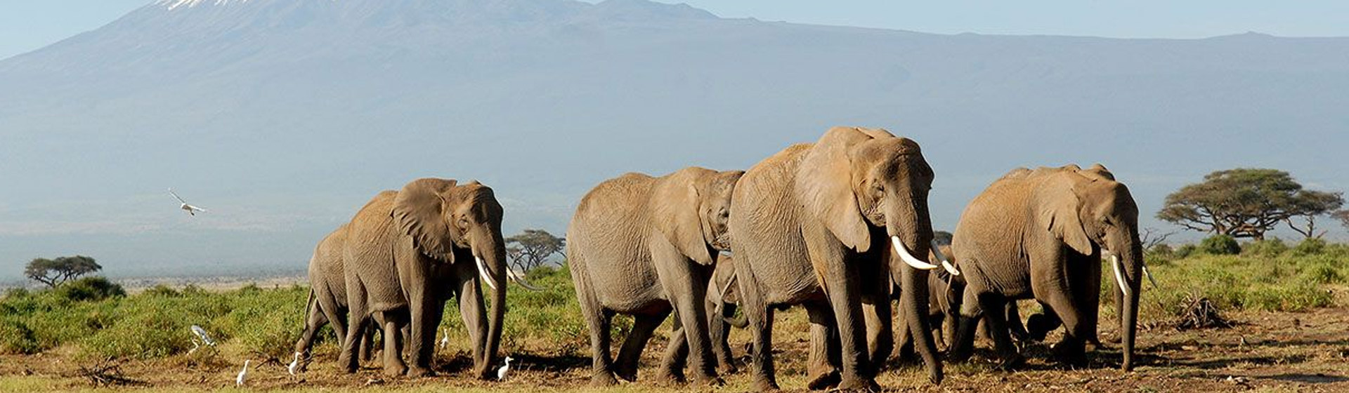 Kenya and Tanzania Wildlife Safari