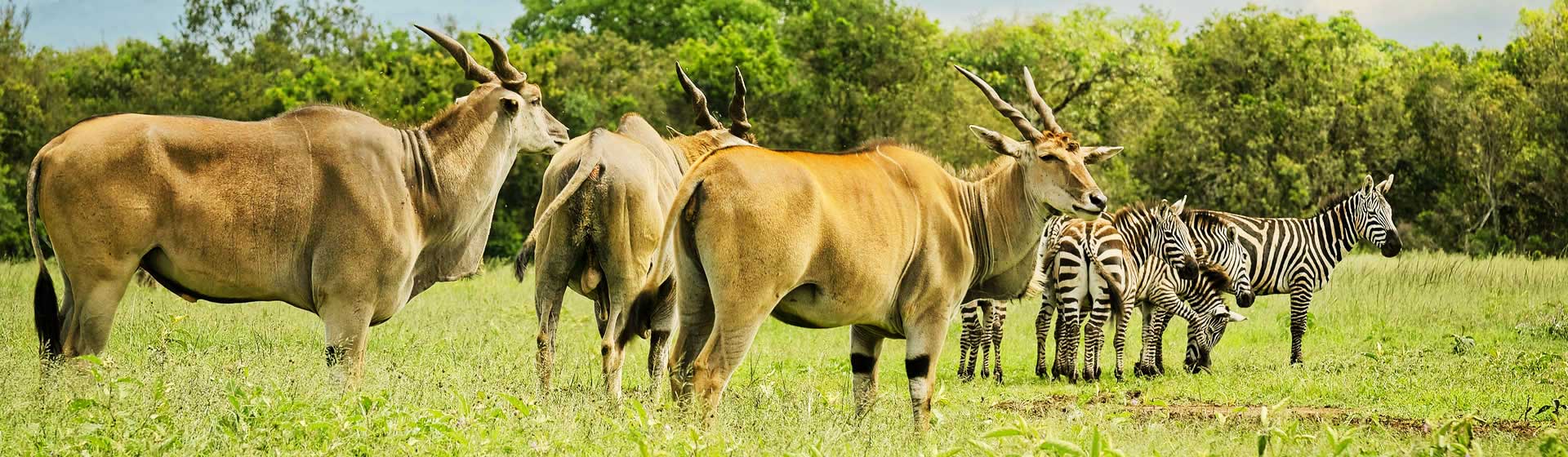 Aberdare National Park | Encircle East Africa
