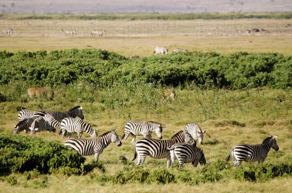 Amboseli National ParkAmboseli National Park