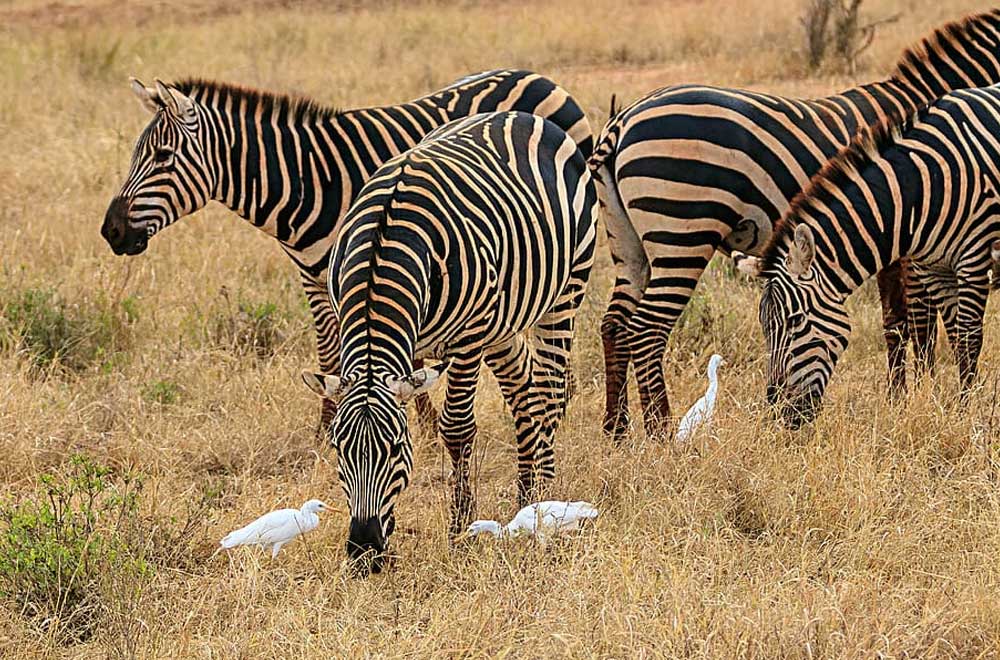 Amboseli National ParkAmboseli National Park