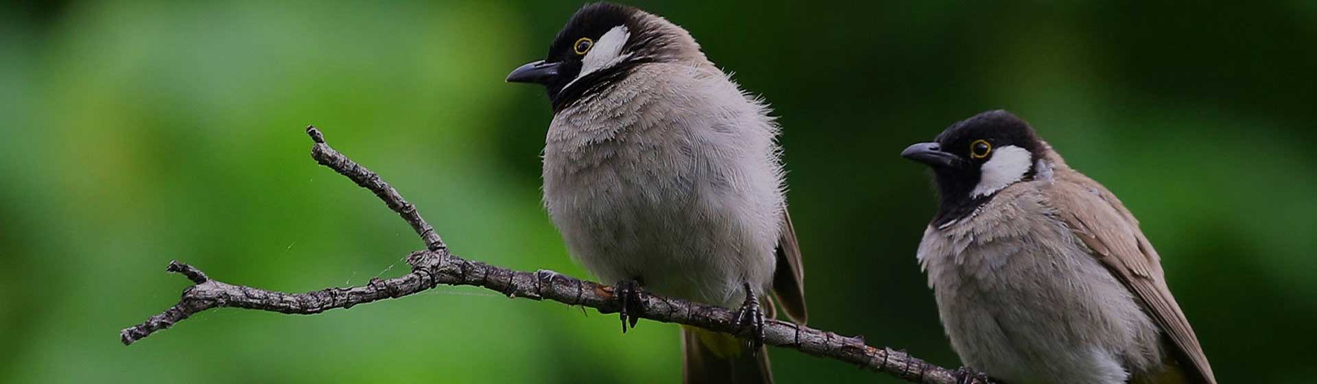 Birding Safari