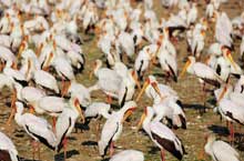 Lake Manyara National Park