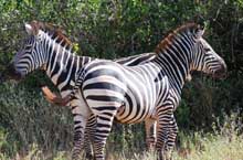 Lake Manyara National Park