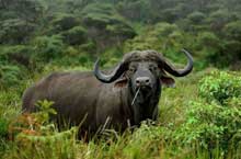 Lake Manyara National Park