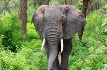 Lake Manyara National Park