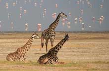 Lake Manyara National Park