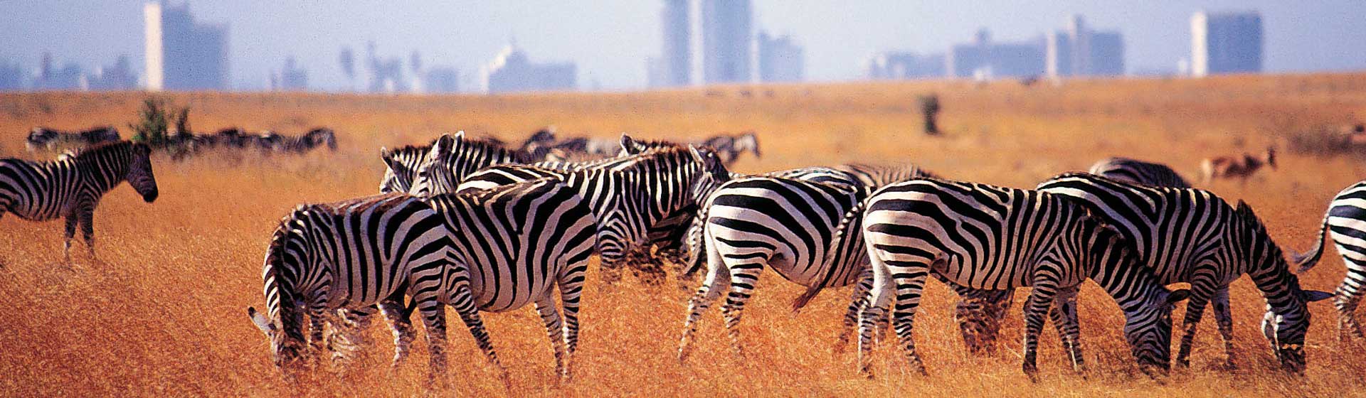 Nairobi National Park