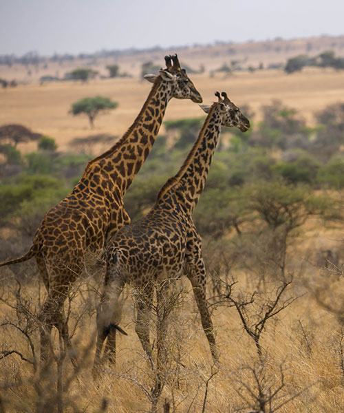 Arusha National Park