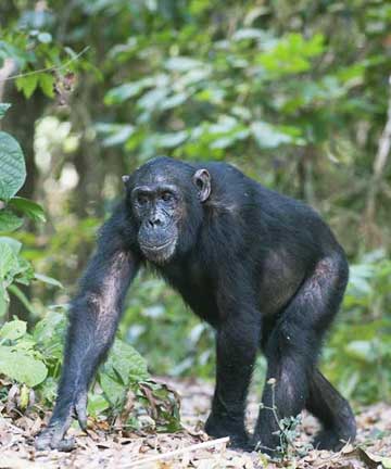 Katavi National Park