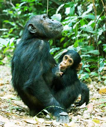 Gombe Steam National Park