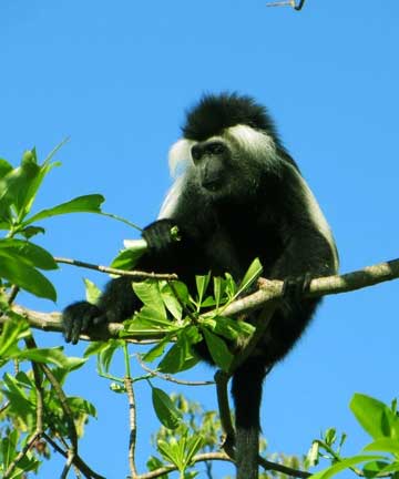 Udzungwa Mountain National Park