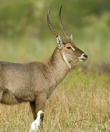 Saadani National park