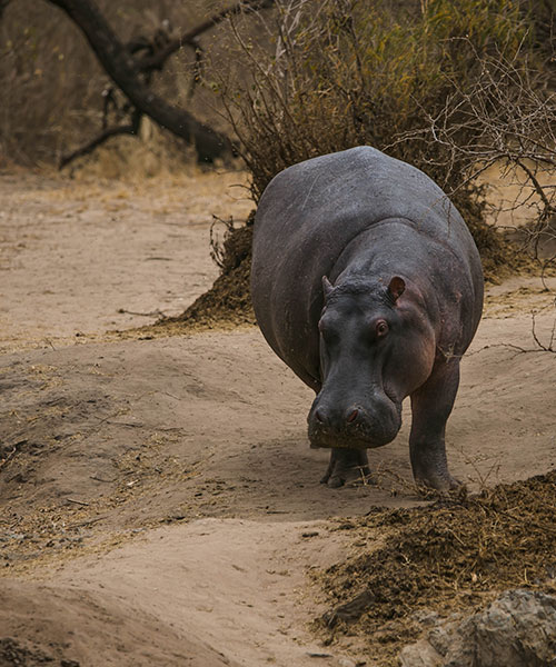 Lake Manyara National Park