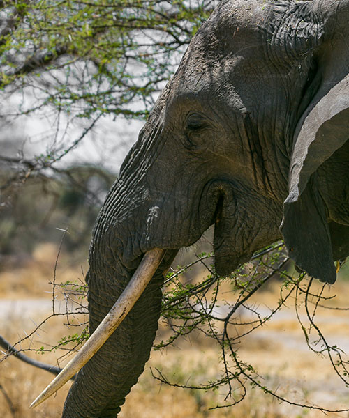 Tarangire National Park