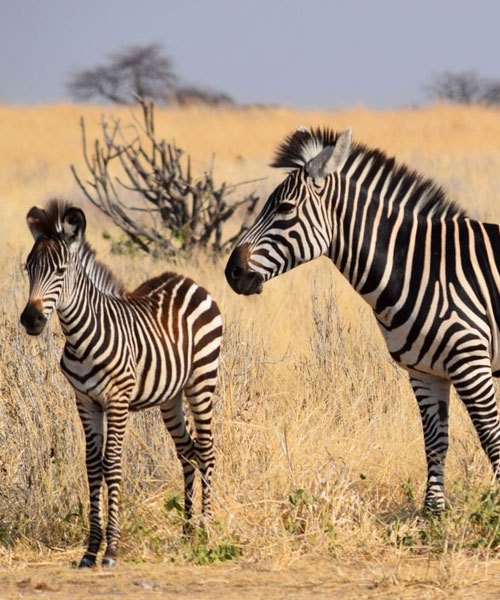 Ruaha National Park