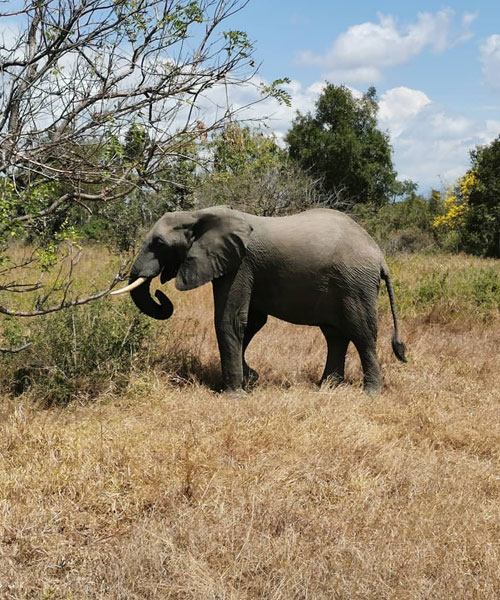 Mikumi National Park