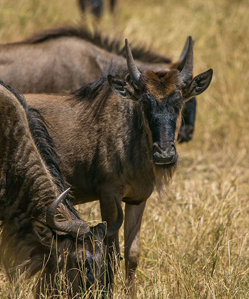 Serengeti National Park