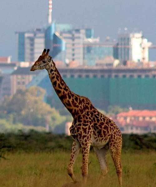 Lake Nakuru National Park