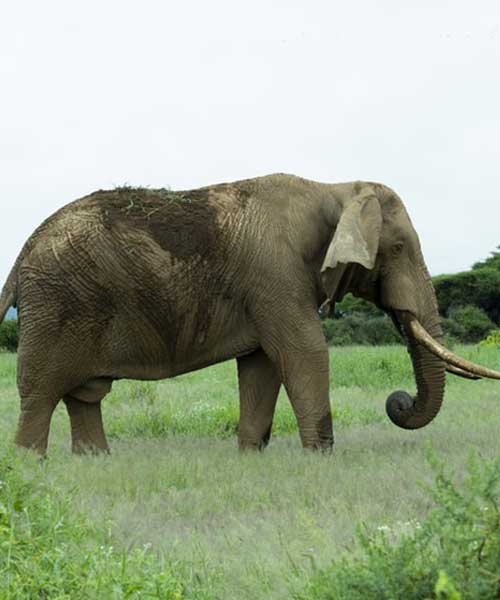 Amboseli National Park