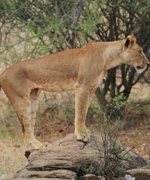 Samburu National Reserve