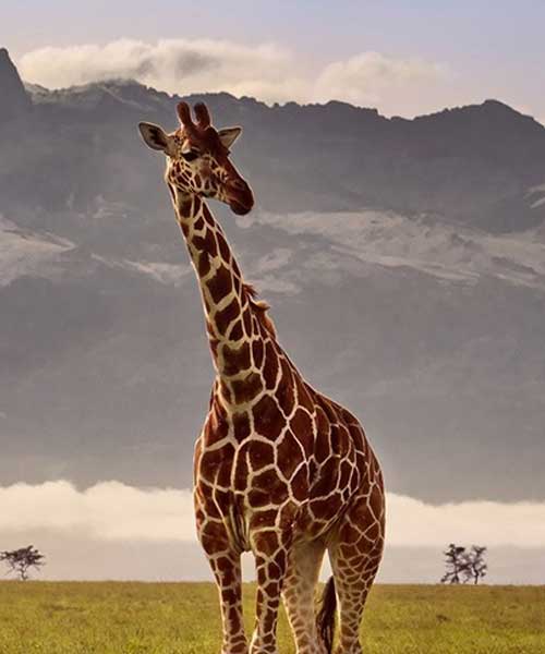 Mt Kenya National Park 