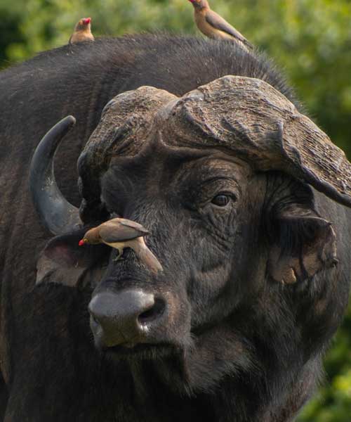 Laikipia National Park