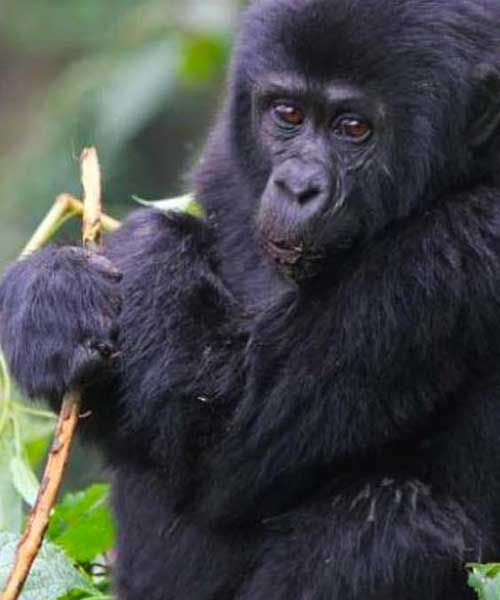 Bwindi Impenetrable National Park