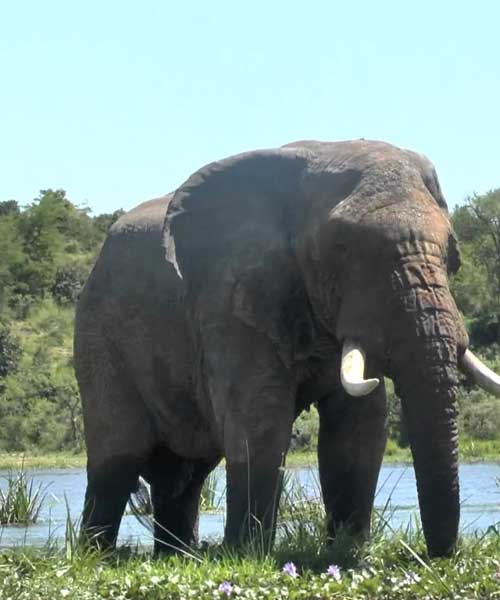 Murchison Falls National Park