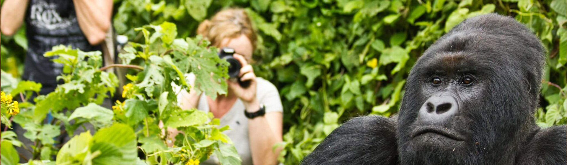 Rwanda Gorilla Trekking