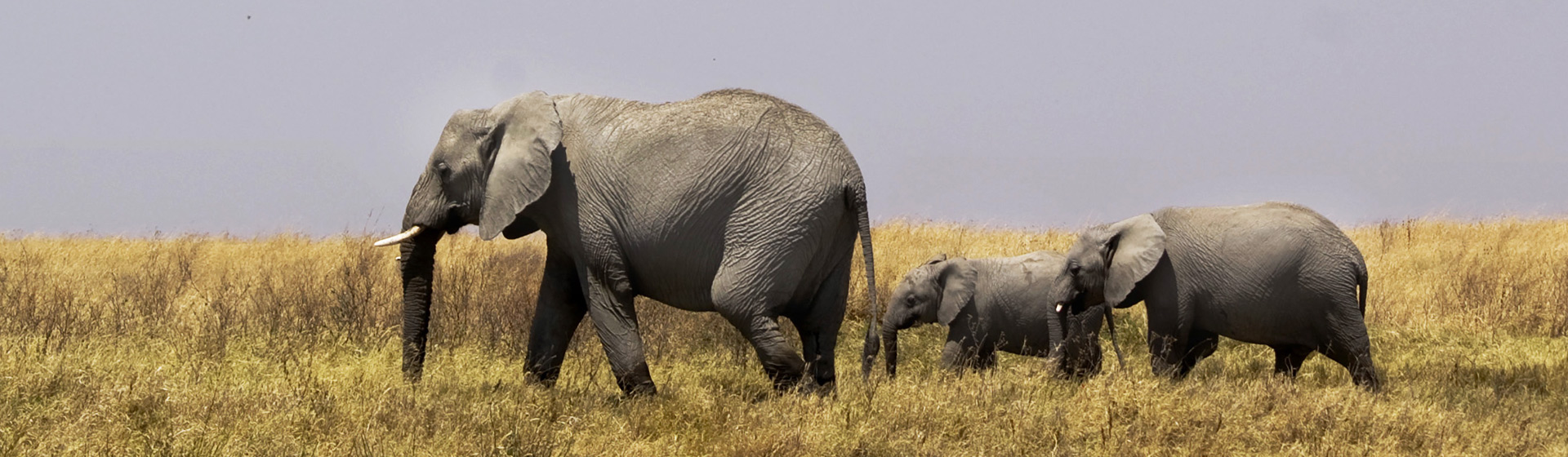 Selous Game Reserve