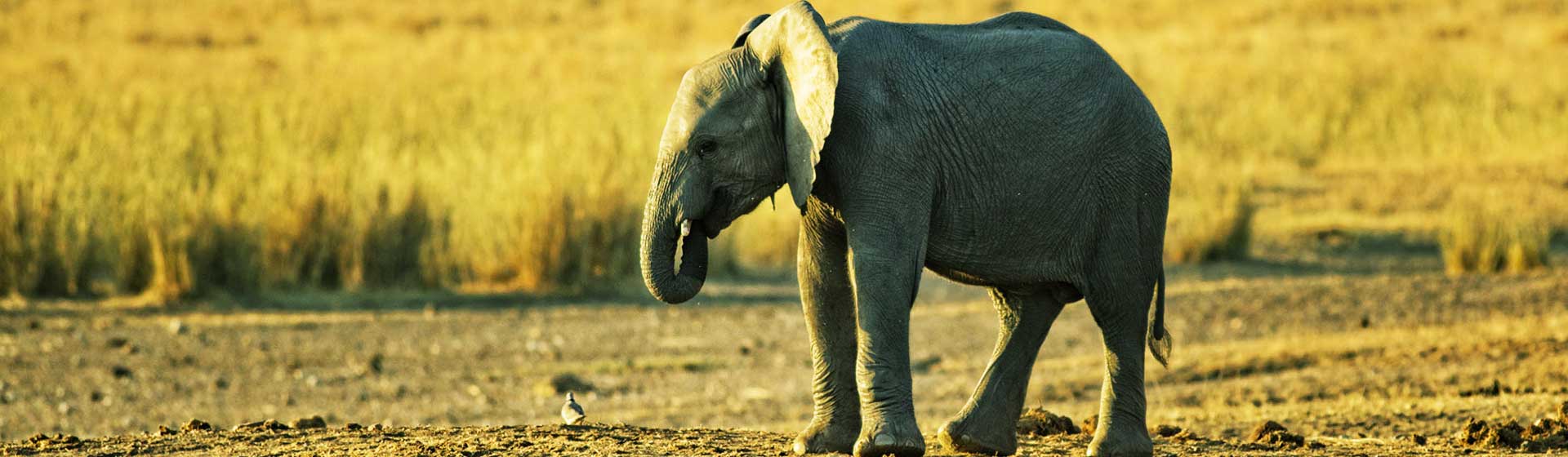 Tarangire National Park