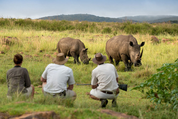 Walking Safari