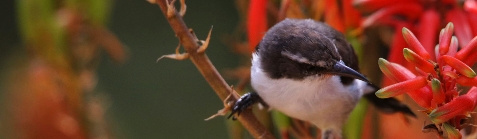 Uganda Birding Safari