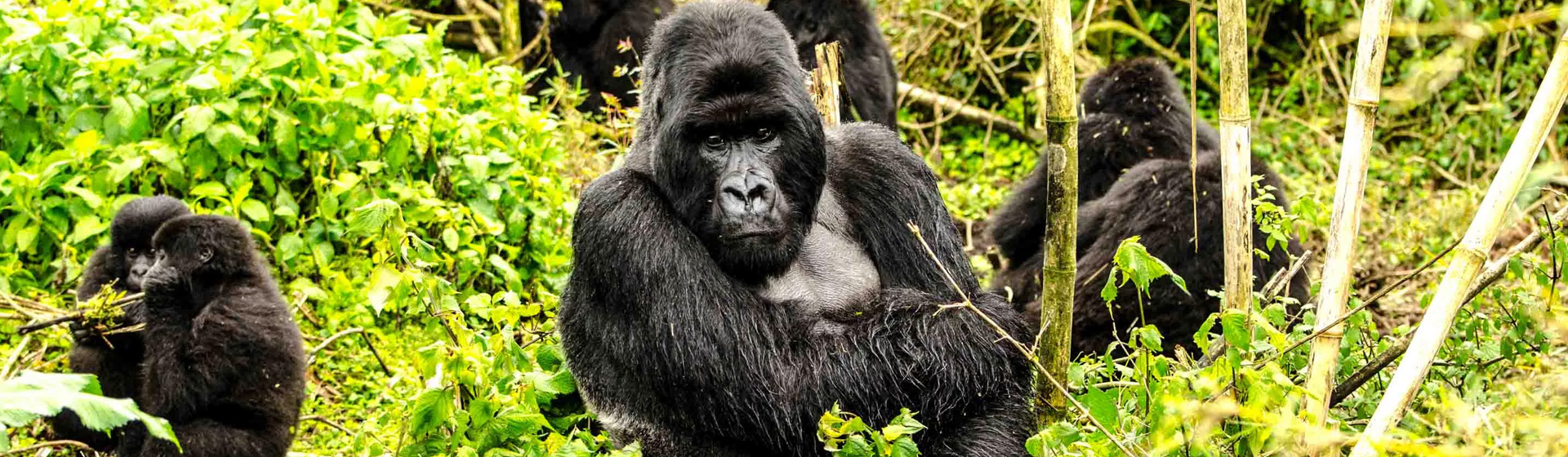 Uganda Gorilla Trekking